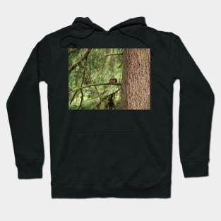 Douglas squirrel (Tamiasciurus douglasii) Hoodie